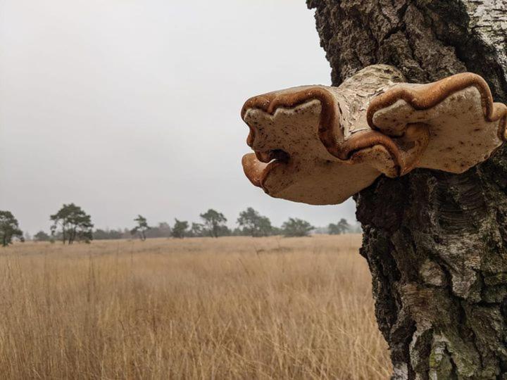 Sfeervol Chaletje In Een Rustige Bosrijke Omgeving Diessen Buitenkant foto